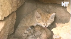 Sandy cat - najmniejszy dziki kot